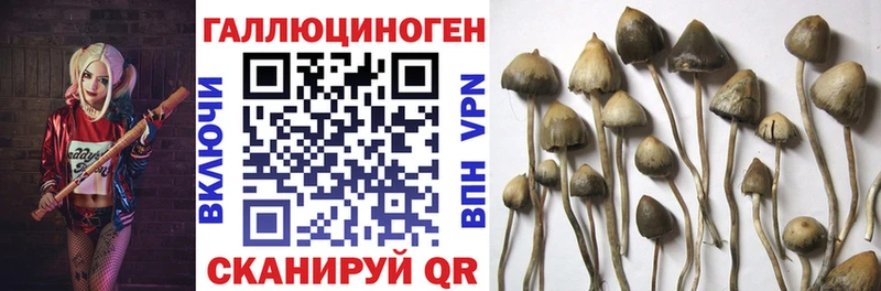 дарнет шоп  Михайловка  Галлюциногенные грибы ЛСД 
